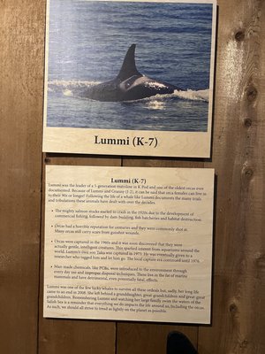 The Whale Museum by null