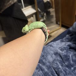 Petsense
