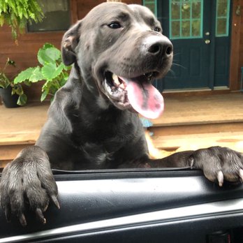 Paw Pet Services - Fur babies - Pet Groomers Near Me