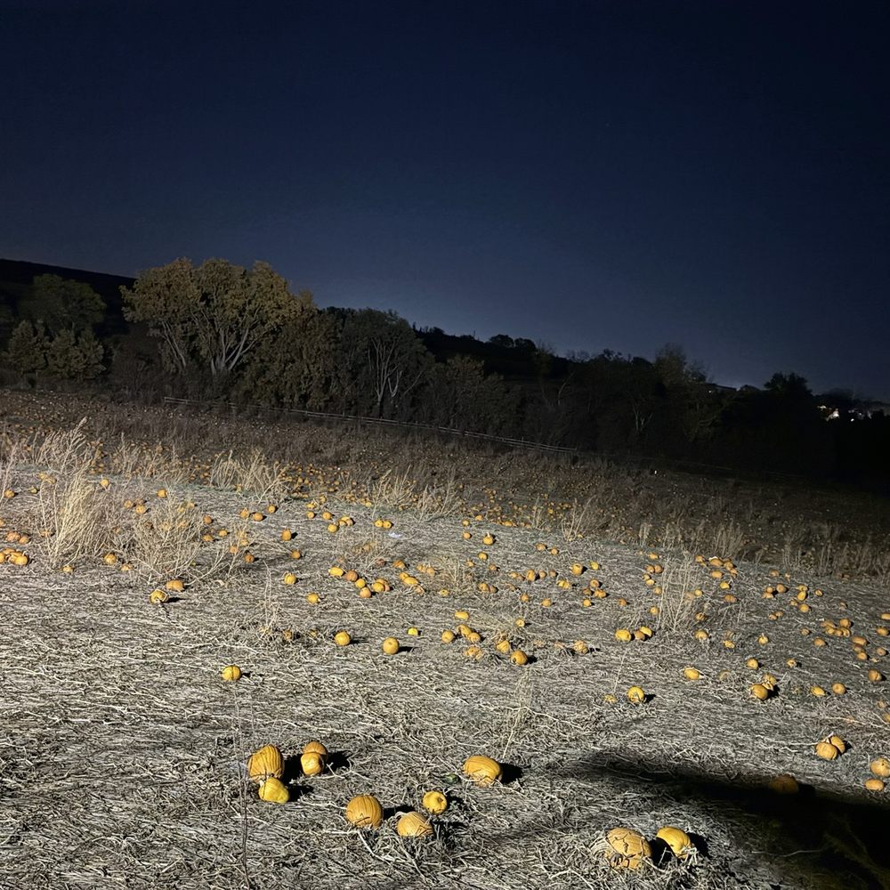 Pumpkin harvest time