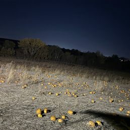 Pumpkin harvest time