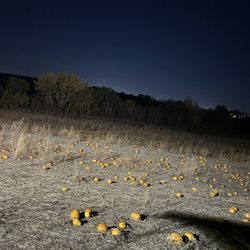 Vala's Pumpkin Patch - Pumpkin harvest time