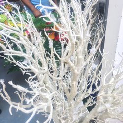 Kevin Hadden Boutique - Tree