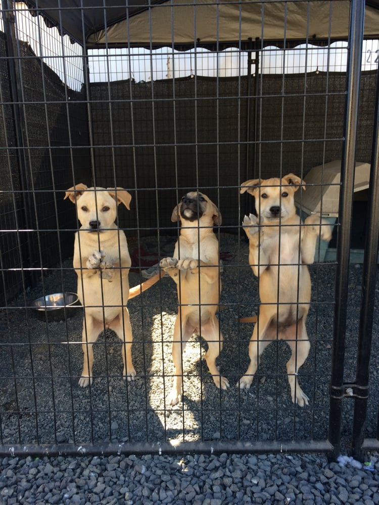 JEFFERSON COUNTY ANIMAL SHELTER Updated September 2024 11 Photos