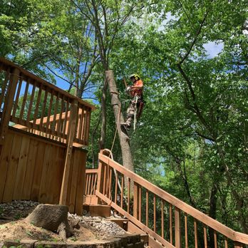 Arbor Management - Tree Services Near Me - Edwardsville, Illinois