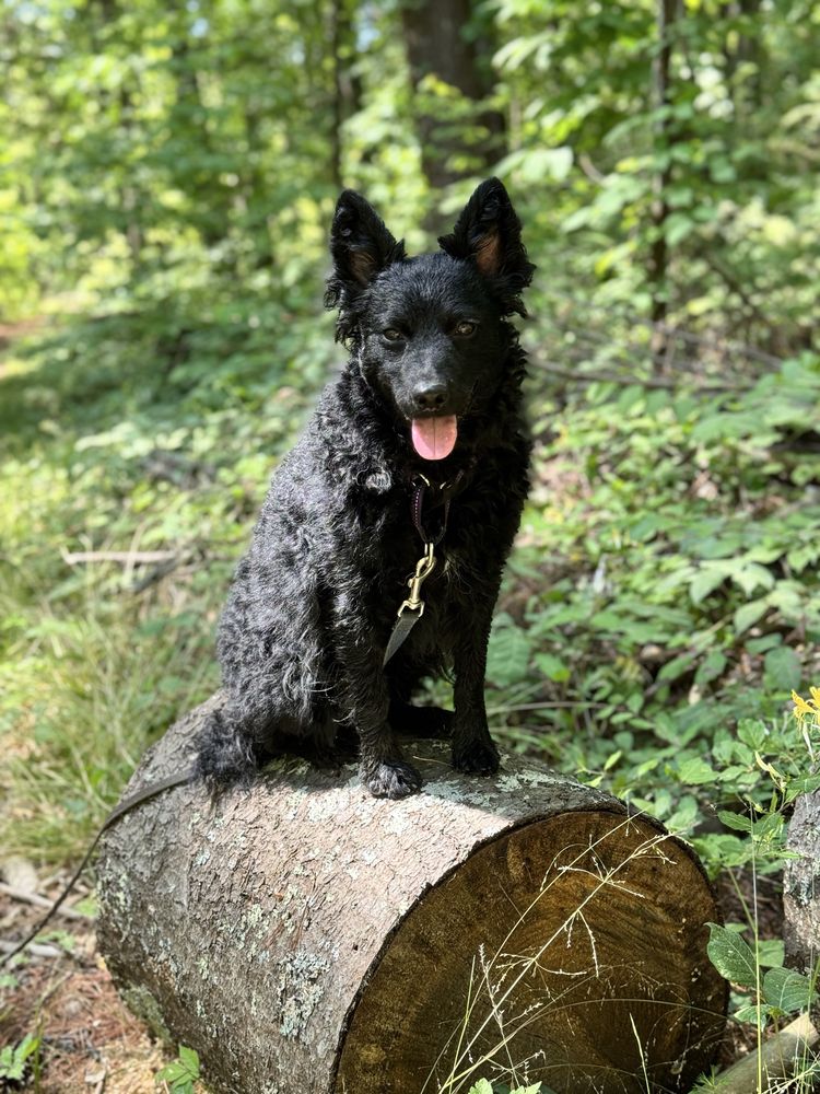Blue Ridge Barks Logo