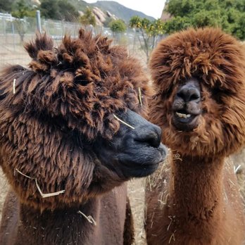 Canzelle Alpacas - Farms Near Me - Carpinteria, California