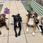 Photo of Walk the Dog