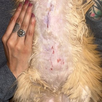 Bark and Purr - After veterinarian's glue procedure which still shows how large flesh wound was. :'( - Pet Groomers Near Me - Allen, Texas Bark and Purr - After veterinarian's glue procedure which still shows how large flesh wound was. :'( - Pet Groomers Near Me - Allen, Texas