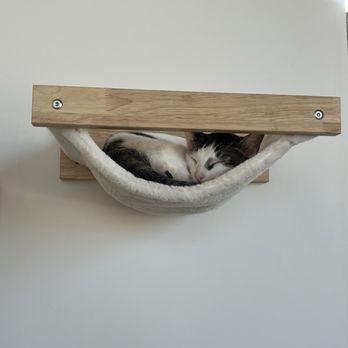 Mochi Kittos - Kitten sleeping - Desserts Near Me - Gardena, California