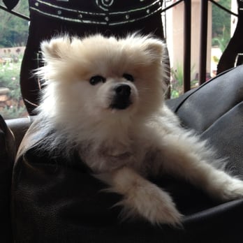 Zion Canyon Bed & Breakfast - Dixie the sweet Pomeranian. She will let you pet her, but she minds her own business. - Bed & Breakfast Near Me - Springdale, Utah