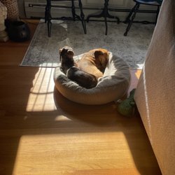 B At Home Pet Care