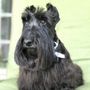Photo of Paws Pet Salon
