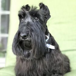 Paws Pet Salon