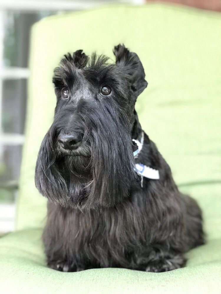 PAWS PET SALON Updated September 2024 12 Photos 160 Frank L Diggs