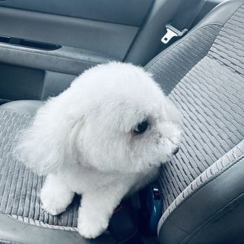 Le Pawsh - Pet Groomers Near Me - Fremont, California Le Pawsh - Pet Groomers Near Me - Fremont, California