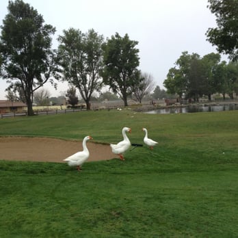 Simi Hills Golf Course - Geese! - Golf Near Me - Simi Valley, California