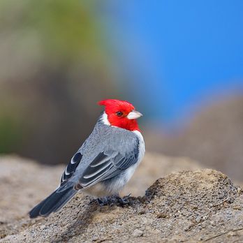 Koke'e State Park - what bird is this? - Parks Near Me