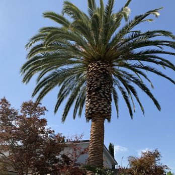 JMV Tree Service - Tree trimming my beautiful palm - Tree Services Near Me - Hayward, California