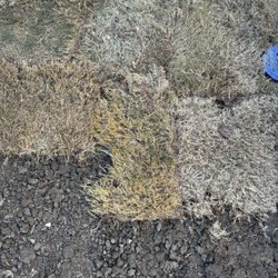 King Ranch Turfgrass