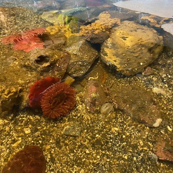 Ucluelet Aquarium - Aquariums Near Me - Ucluelet, British Columbia