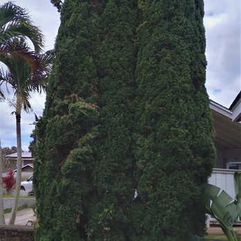Treescape Hawaii - Before about 45 feet tall) - Tree Services Near Me - Ewa Beach, Hawaii Treescape Hawaii - Before about 45 feet tall) - Tree Services Near Me - Ewa Beach, Hawaii