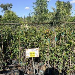 Houston Garden Center