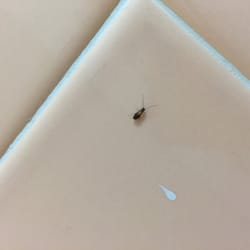 Roaches in bathroom. No thank you!!!