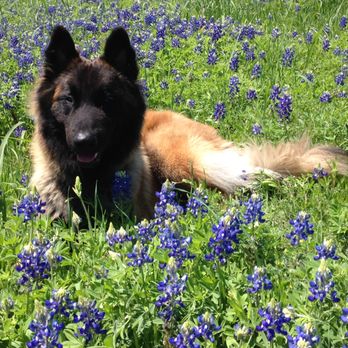 The Disciplined Dog - Pet Training Near Me The Disciplined Dog - Pet Training Near Me