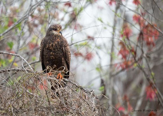 Blue Spring Adventures by null