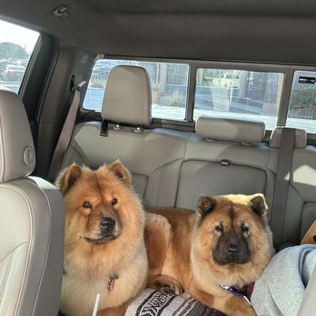Scrub a Pup - Pet Groomers Near Me - Arlington, Texas Scrub a Pup - Pet Groomers Near Me - Arlington, Texas