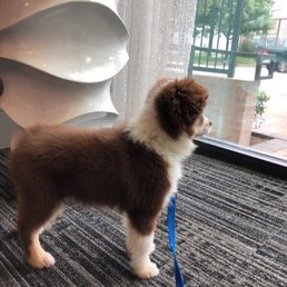 One of the photos Shady took of Copper One of the photos Shady took of Copper