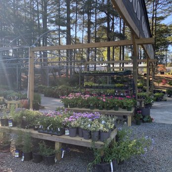 Norwood Gardens - Perennials, Annuals, Grasses, etc. - Nurseries & Gardening Near Me - Raleigh, North Carolina Norwood Gardens - Perennials, Annuals, Grasses, etc. - Nurseries & Gardening Near Me - Raleigh, North Carolina