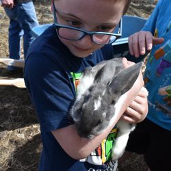 High Country Animals - Baby bunny!