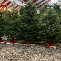 Tahoe Christmas Tree - 3-4ft Noble Fir