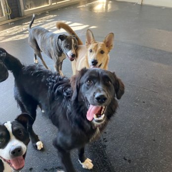 PSS Pet Hotel - Upland - Pet Boarding Near Me - Upland, California PSS Pet Hotel - Upland - Pet Boarding Near Me - Upland, California