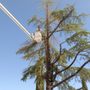 Photo of Cottonwood Tree Service
