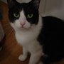 Photo of Whimsy Cats