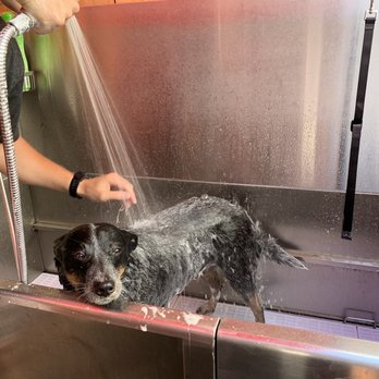 Shore Thing Pet Supply - Self service dog washing station - Pet Stores Near Me - San Diego, California Shore Thing Pet Supply - Self service dog washing station - Pet Stores Near Me - San Diego, California