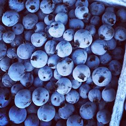Berry Vines Garden Blooms & Unique Finds - It's blueberry season in Maine and we have them! Fresh picked, by the pint!