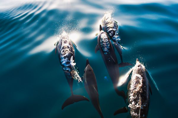 CAPTAIN J’S KAUAI OFFSHORE ADVENTURES - Updated January 2026 - 282