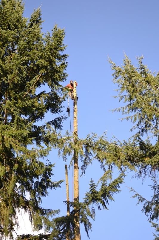 Arborcare Tree Pros - tree service in Tacoma, WA