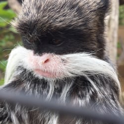 Zoo De Lagos - New monkey!!!