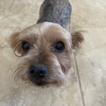 Bark 'N Beauties - Pet Groomers Near Me - Banning, California Bark 'N Beauties - Pet Groomers Near Me - Banning, California