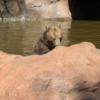 Bearizona - Look at that bear! - Zoos Near Me - Williams, Arizona Bearizona - Look at that bear! - Zoos Near Me - Williams, Arizona