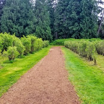 Lake Hills Greenbelt - Along the trail - Parks Near Me - Bellevue, Washington Lake Hills Greenbelt - Along the trail - Parks Near Me - Bellevue, Washington