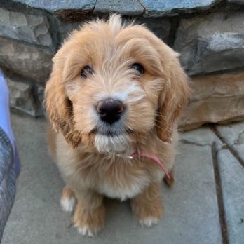 Shampooch Pet Styles - This is her a few weeks back and the photo we asked them to replicate. Specifically saying just to trim her face hair. - Pet Groomers Near Me - Temecula, California