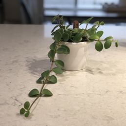Peperomia Hope