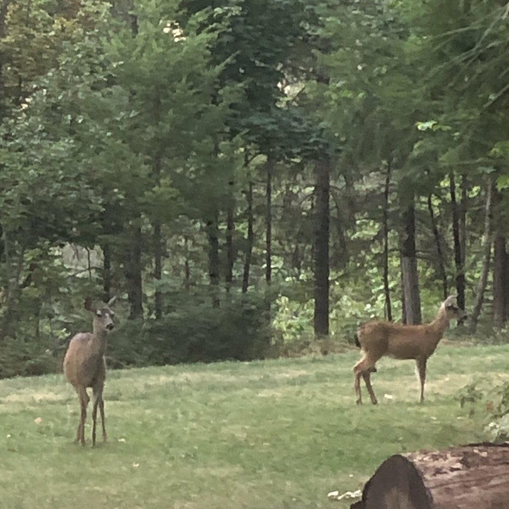 Ripple Creek Cabins - Every morning these guys come right up to the property - Hotels Near Me - Trinity Center, California