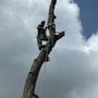 Viking Tree Service